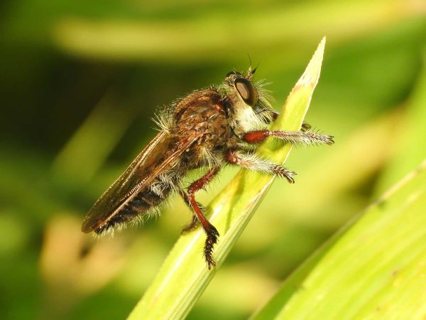 Quels sont les secrets pour capturer des images macro impressionnantes en photographie ?